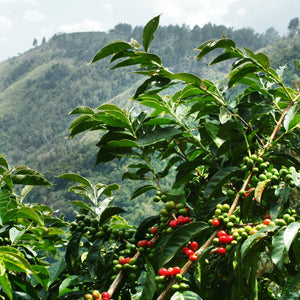 Into the Dark: Why Organic Sumatra Is My Kind of Coffee