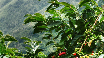 Into the Dark: Why Organic Sumatra Is My Kind of Coffee